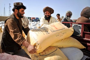 Farmers collecting wheat seed in Helmand, Afghanistan