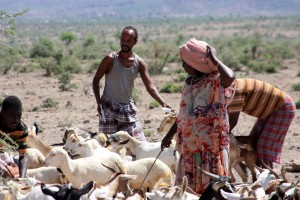 Communities bring their livestock for vaccination in Siti Zone, Ethiopia