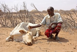 Abdille Muhamed with his dead cow in Garse Koftu village, 120km from Wajir in northeastern Kenya