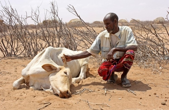 Abdille Muhamed with his dead cow in Garse Koftu village, 120km from Wajir in northeastern Kenya