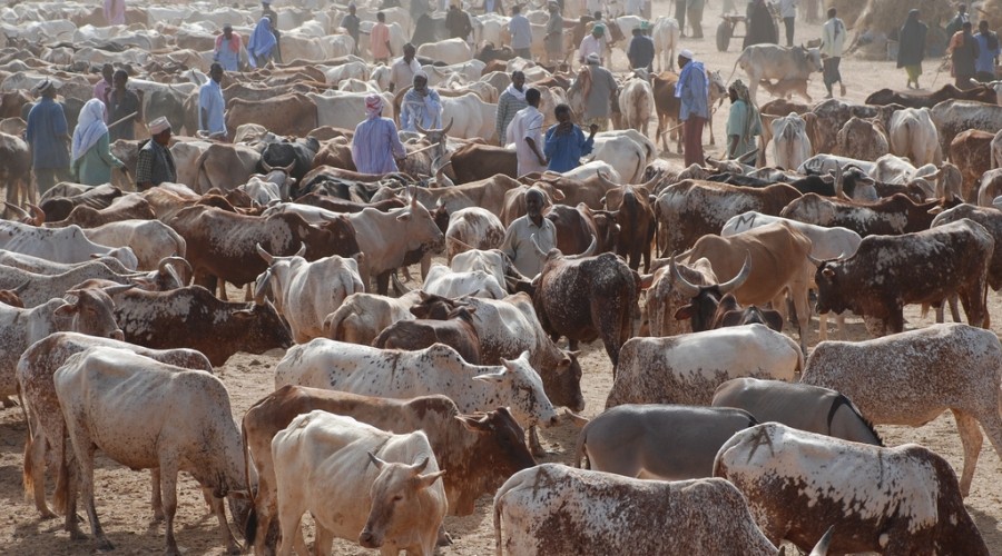 Garissa cattle market, Kenya, October 2010