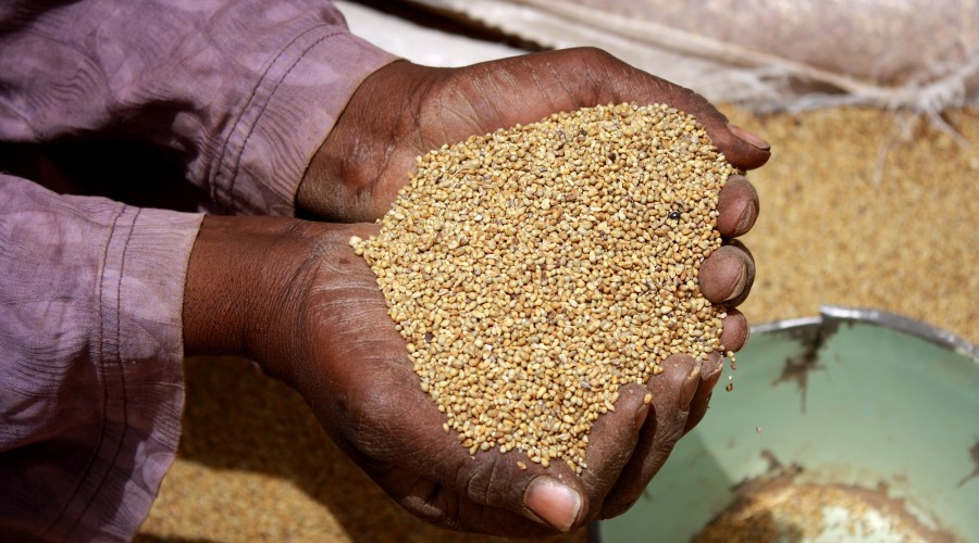 Millet is a food staple in the Sahel