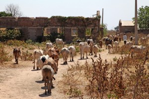 Cattle herd in Abyei