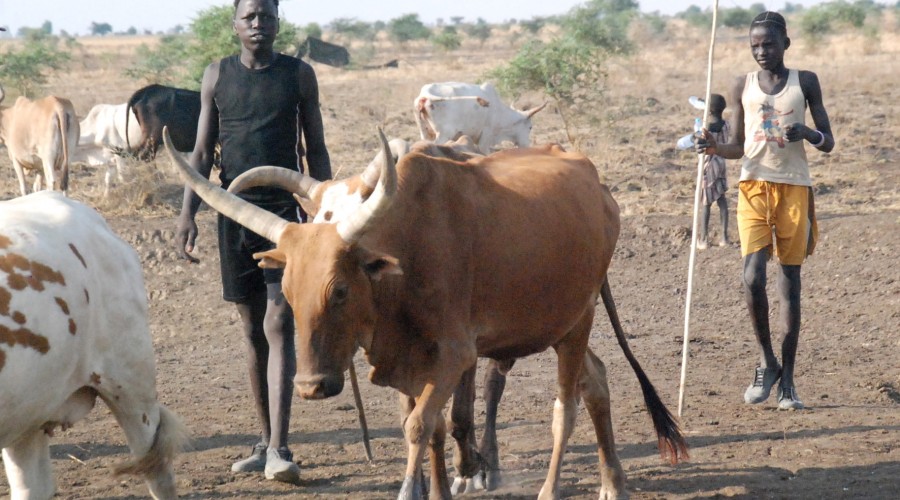 Cattle herders in Unity State