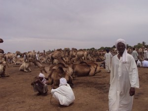 The camel market in Serif Umra, North Darfur