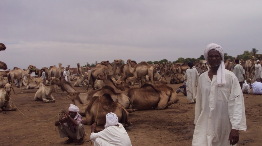 The camel market in Serif Umra, North Darfur