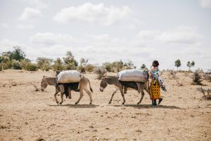 A woman and her donkeys transporting charcoal to sell in a market outside of Narok town in Massai Mara, Kenya.