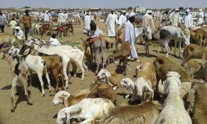 Livestock market in West Darfur
