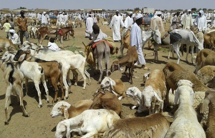 Livestock market in West Darfur