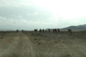 Camels in Djibouti